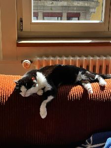 Eines unserer Büsis (Zirah)